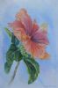 "Hibiscus in Full Bloom"