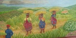 "Banana Harvest Before the Storm"