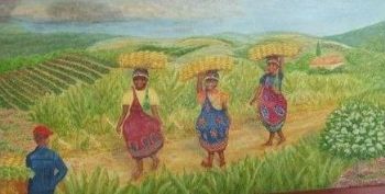 "Banana Harvest Before the Storm"