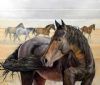 "Desert Horses"