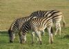 "Zebras Bonding - set of 6"