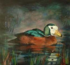 "White-faced Duck"