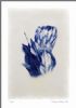 "Protea 2/2"