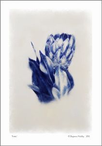 "Protea 2/2"