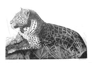 "Leopard"