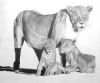 "Lioness & cubs"