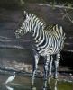 "Burchell's Zebra"