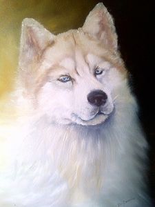 "Siberian Husky portrait"