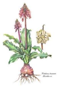 "Veltheima Bracteata"