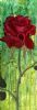 "Red Rose"