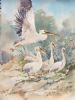 "5 White Pelicans"