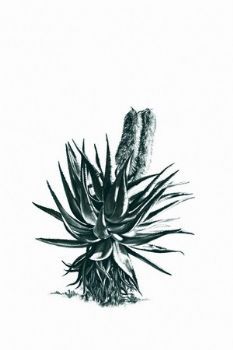 "Aloe 2"