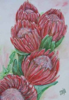 "Proteas"