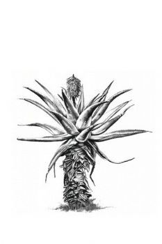 "Aloe 5"