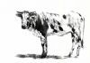 "Nguni 1"