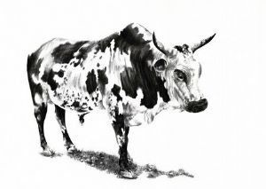 "Nguni 2"