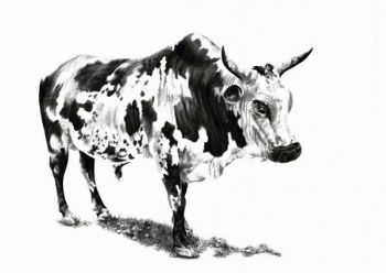 "Nguni 2"