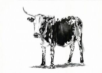 "Nguni 5"