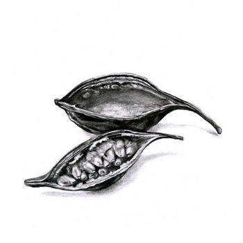 "Seed Pod 5"