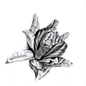 "Seed Pod 6"
