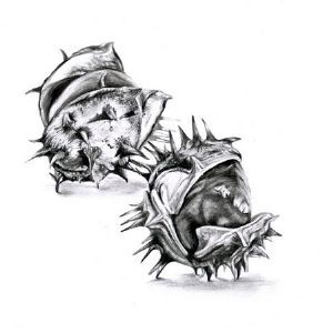 "Seed Pod 8"