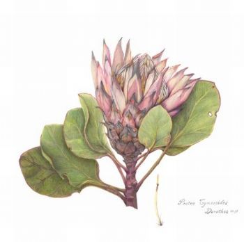 "Protea Cynoroides"