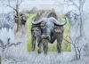 "Big Five - Buffalo"