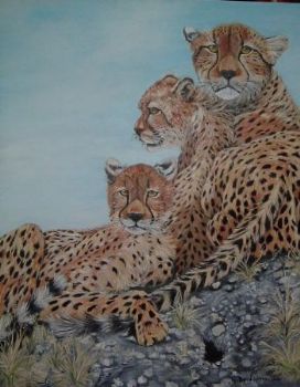 "Cheetah family"