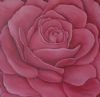 "Pink Rose"