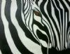 "Zebtitude"