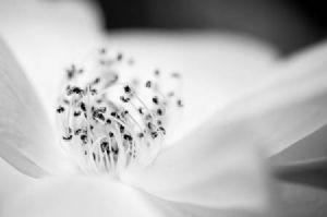 "Rose #3"