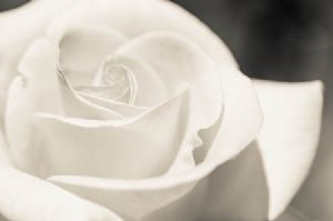 "Rose #1"
