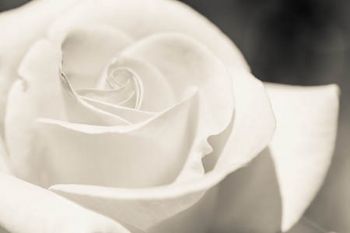 "Rose #1"