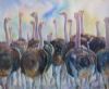 "Young Ostriches"