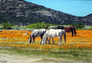 "Field in Namaqualand"