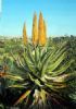 "The Aloe"