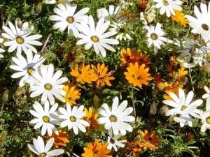 "Namakwaland Daisies"