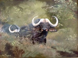 "Kwandwe Buffalo"