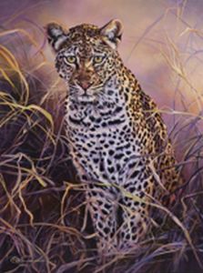 "Juvenile Leopard"