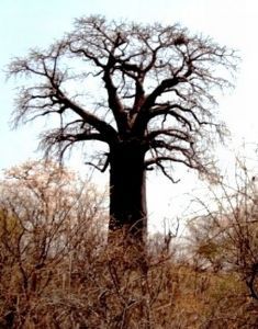 "Baobab, Midwinter, Pafuri"