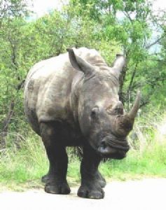 "White Rhino - One of the Last!"