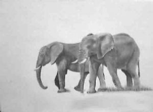 "Elephant"
