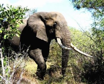 "Gentle Giant"