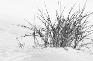 "Dune Grass"