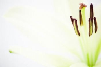 "St Joseph's Lily #17"