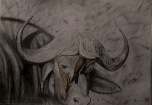 "Buffalo & Ox Peckers"