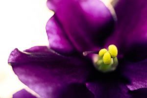 "African Violet"