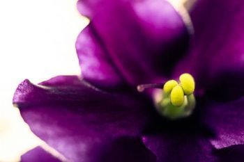 "African Violet"