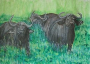 "Buffalo"