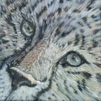 "Cheetah Eyes"